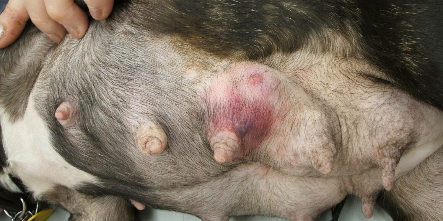 Nádory mliečnych žliaz sú najčastejšie diagnostikované nádory u psov
